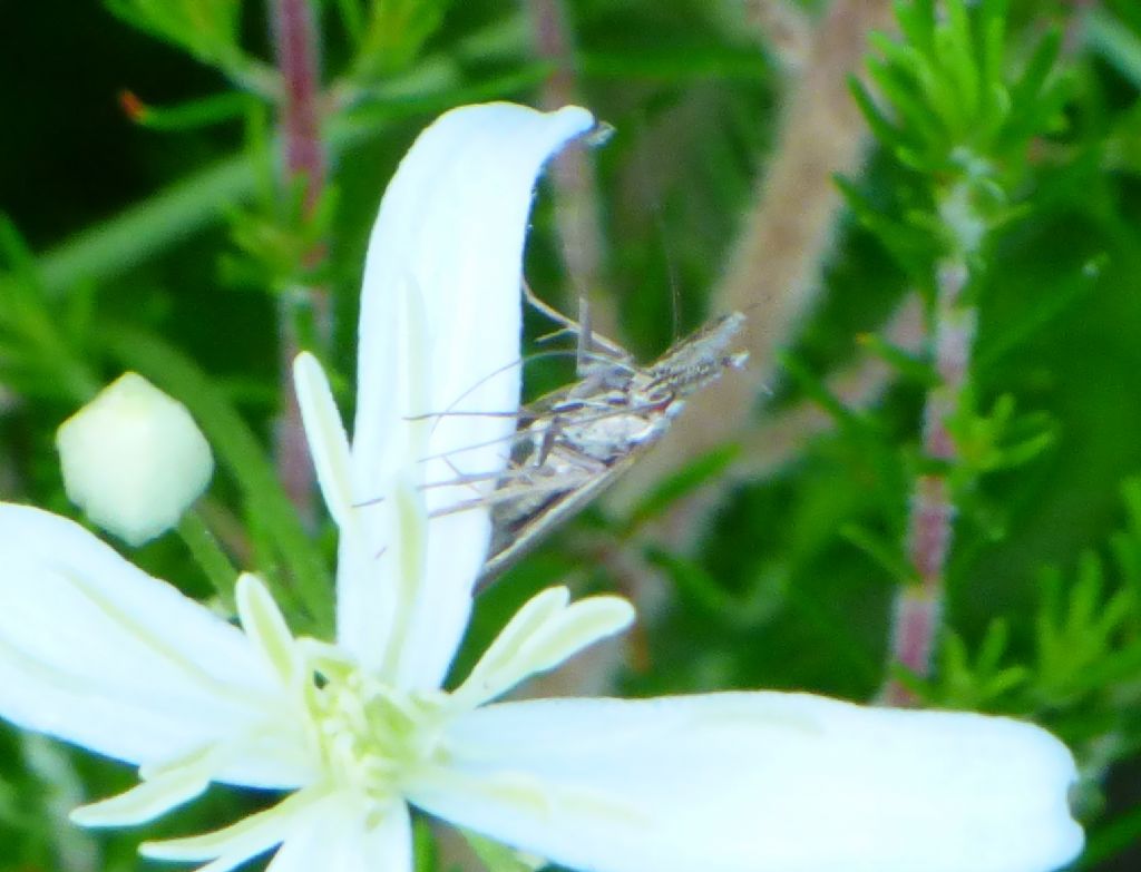 Falena da identificare